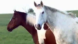 How Horses See the World?