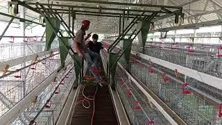 HOPPER BUAT KASIH PAKAN DAN AMBIL TELUR...MONGGO