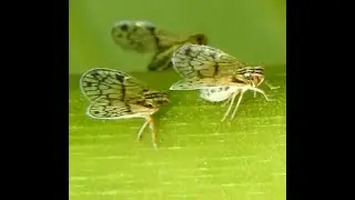 Saltahojas Antillano (Bothriocera undata) Antillian Planthopper