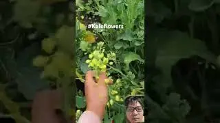 Harvesting Kale Flowers Like a Pro! 🌿 | Easy Tips for Your Garden #animation #satisfying #farming