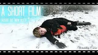 Sausage Dog snow rescue : A short film by Waddlers Cabin.