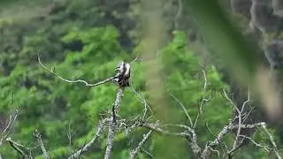 Collared falconet 紅腿小隼
