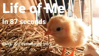 Life of a Chick in 87 Seconds