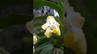 Vanda foetida & Vanda dearei #anggrekspecies  #anggrek #tanamanhias #tanamanhiasindonesia