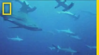 Social Sharks: 