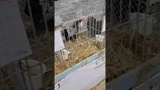 ВЫСТАВКА КУРИЦ И ПЕТУШКОВ.ФРАНЦИЯ.