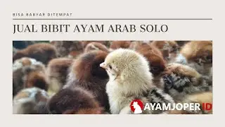 Jual Bibit Ayam Arab Solo