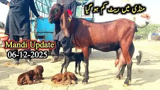 Kameer Bakra Mandi Today Latest Update-Milking Goats With Kids-Breeders-6 December 2025
