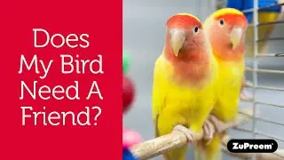Does My Pet Bird Need a Friend? | Tips For Bird Owners
