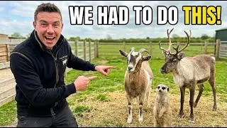 Время фермерского педикюра 🐐 | Олени, альпаки и детеныши сурикатов