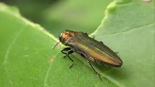 БИОСФЕРА: 232. Ясеневая Изумрудная Узкотелая Златка (Agrilus planipennis)
