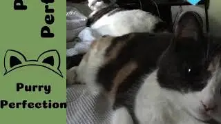 Purry Perfection 07