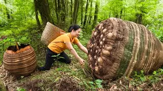 Harvesting Giant Forest Taro Go to Market Sell | 2 years living in the forest | L&yacute; Thị Hằng