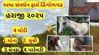 ઘોડીયો ની હરાજી ashw sanvardhan farm Hingolgadh 2025  horse for sell gujrat #horse 