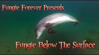 FUNGIE FOREVER PRESENTS - FUNGIE BELOW THE SURFACE