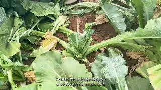 Grazing Brassica height recommendations with Bruce