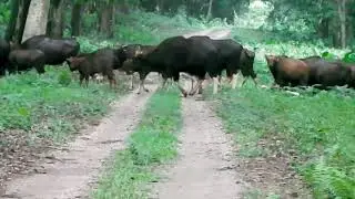 Bison crossing Road in Mahanada Wildlife Sanctuary