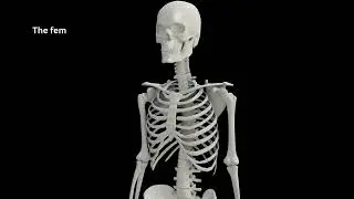 Did You Know Humans Have 206 Bones? 🦴
