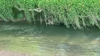 The River Asker, Bridport- West Dorset - running water and bird song.