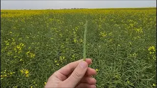 Canola Crop Update | Yield Outlook & Field Conditions 🌾