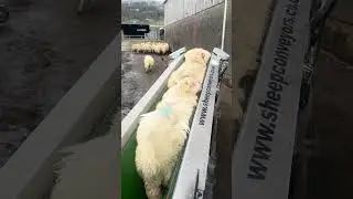 New sheep conveyer belt on farm #sheephusbandry #farming #sheepfarming #animalfarming #sheep