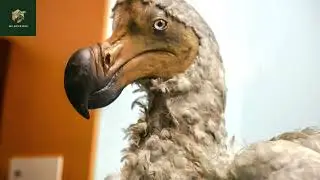 Wild Fact | Why Did The Dodo Bird Become Extinct? | Wildlife Documentary
