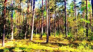 Escape the City with Forest Bird Sounds for Sleep and Meditation