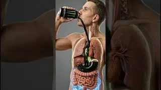 What happens when you drink Monster Energy inside the human body? ⚡#fyp #foryoupage #interesting #3d