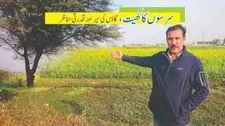 Mustard Field, Village Tour and Natural Views II Sarson Ka Khet, Ghawo Ke Sair Aur Qudrati Manazir