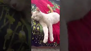 Поднялся доллар поднялись цены #cat #видосыоткота #цитаты #прикольныекоты #pets #кот #веселыекоты