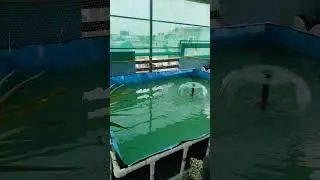 wait for end koi fish pond on the terrace. built garden japanese koi pond. #japanesekoifish #koipond