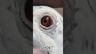 #SHOK🕊️#dj #remix #song #newmusic #shok #pigeon #pigeonlaver🕊️ #bollywoodmusic #kabootar #kabootar🕊️