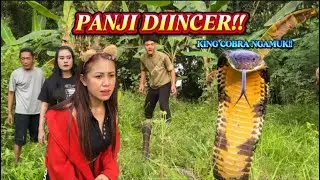 KING COBRA NGAMUK!! Panji  Nyaris Kena, Bela & Vebby Pasang Badan!! #kingcobraindonesia #snake