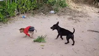 Ohho!  Cute Monkey Koko Run So Fast Escape From Puppy