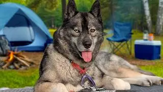 Taking the Dogs Camping in a Heat Wave!  How do Huskies Stay Cool?