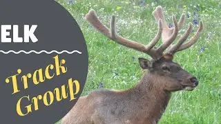 Elk Group | Tracking Wildlife | Video 2 of 2