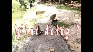 Real Funny Monkey Mating Videos in Siem Reap -Cambodia 2017 !! | AngkorMongkeys #12