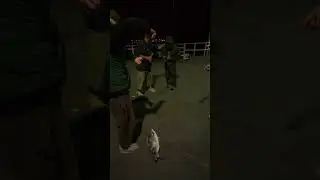 2kg+ Blue Moki Caught at Diamond Harbor (Night Fishing NZ)
