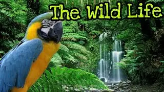 DJ GBB music - The Wild Life (official video)