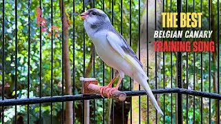 Your Canary Will Start Singing Immediately! Just Play This Song