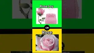 What would you choose? #thisorthat #wouldyourather #questions #choice #royalhoney #rose #toys #fyp