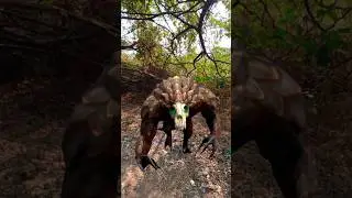 Temple Run In Real Life #temple #templerun2 #templerun3 #viral #shorts