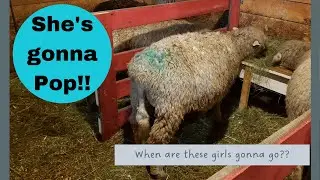 When's she gonna have it? - waiting is hard. # lambing2022