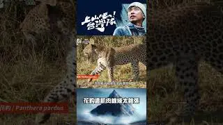 花豹這肌肉線條太誇張！八弟：根本大自然藝術品｜上山吧！台灣隊 #shorts