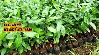 Bibit Kayu Manis: Pilihan Terbaik untuk Kebun Aromatik!