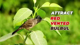 How does Red vented Bulbul Sound? | India bulbul call | Attract bulbul