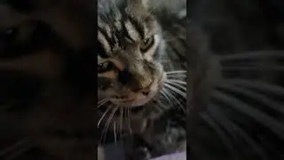Little Cat close up. #catshorts #cutecat #seniorcat #seniorcats #kitty #catvideo #cats