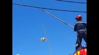 Cat Trapped On High Wire Has The Most Nerve-Wracking Rescue