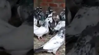 high flyer pigeon for sell || 300₹ par only 😱🔥 || Kabutar sell || pigeon sell 🔥