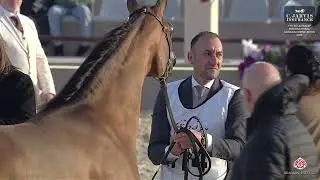7th Souq Waqif International AHS 2026   Class 3B